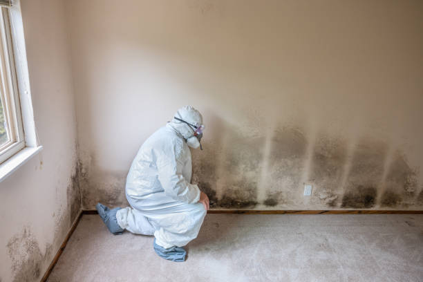 Best Black Mold Removal  in Blue Hills, CT