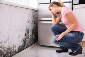 Best Mold Removal for HVAC Installations  in Blue Hills, CT